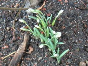 snödroppar
